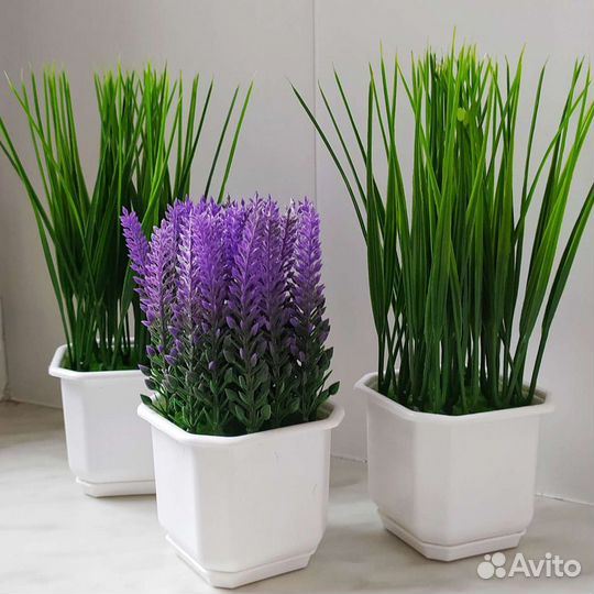 Осока и лаванда