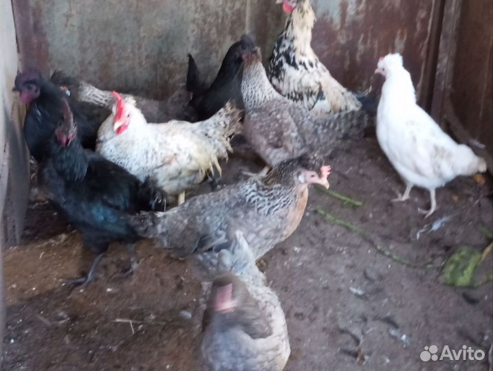 Молодки породных кур