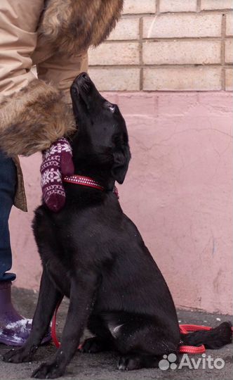 Девочка арлекин в дар