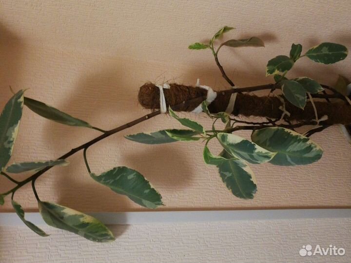 Фикус белиз 100 см