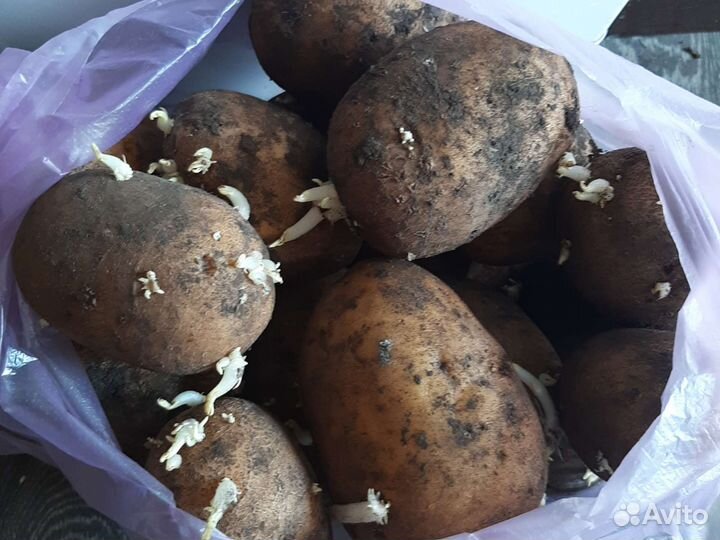 Продам картофель