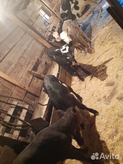 Продам телят