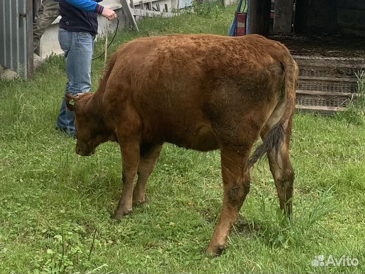 Телка 1.5 года