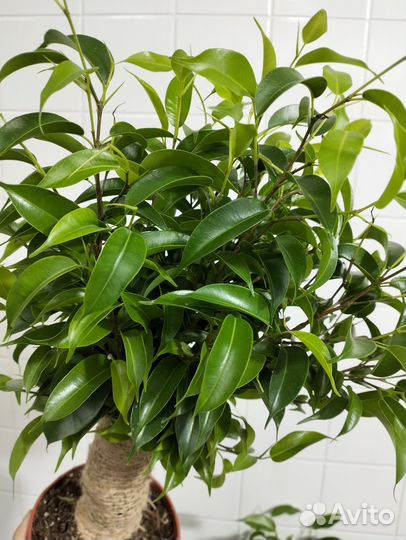 Фикус бенджамина наташа