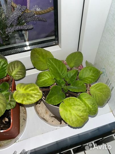 Отдам бесплатно