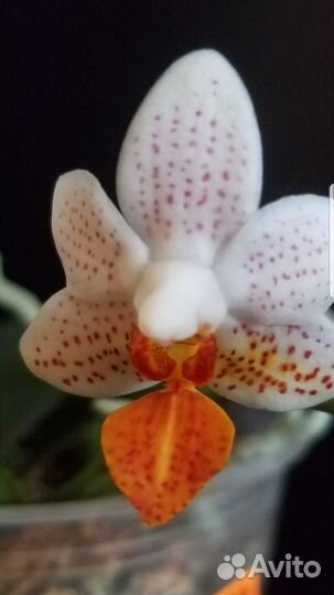 Орхидея Мини Марк