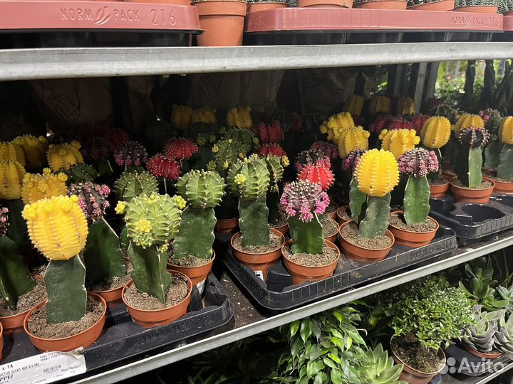 Гимнокалициум Михановича, кактус