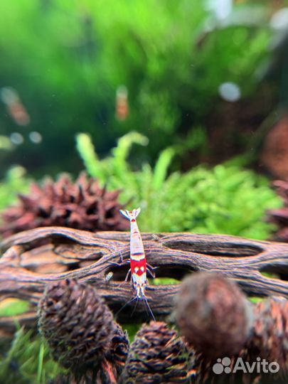Аквариумные креветки Прл