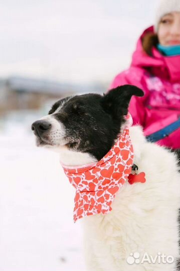 Старость в одиночестве в приюте