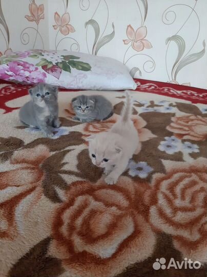 Британская