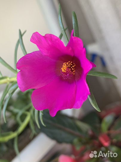 Фикус,клеродендрум, Портулак