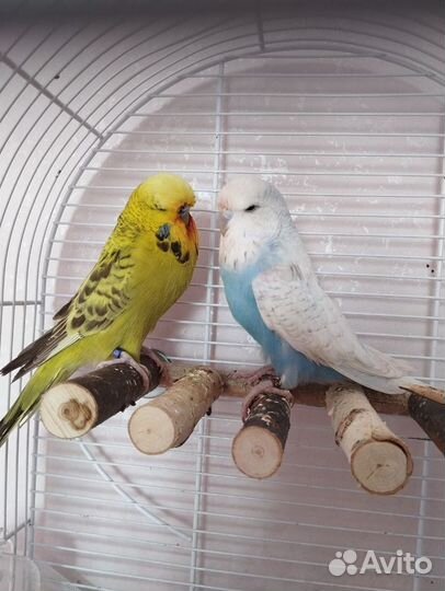 Пара выставочных волнистых попугаев (чехов)