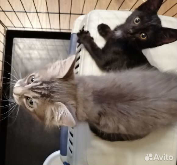 Отдам котенка в добрые руки