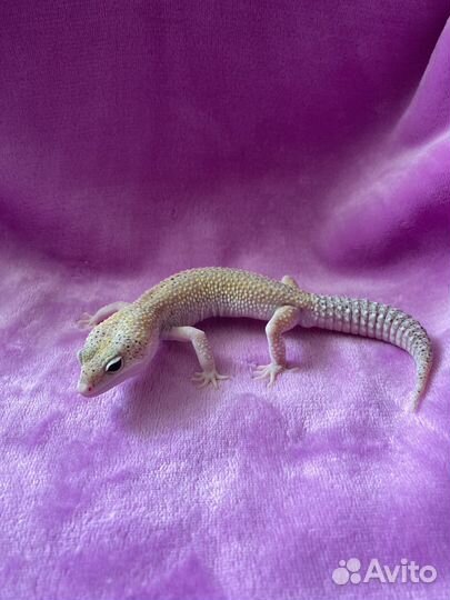 Эублефар самцы (продажа,обмен)