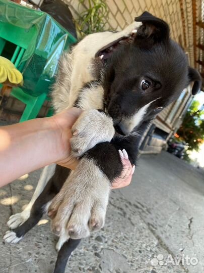 Девочки в семью