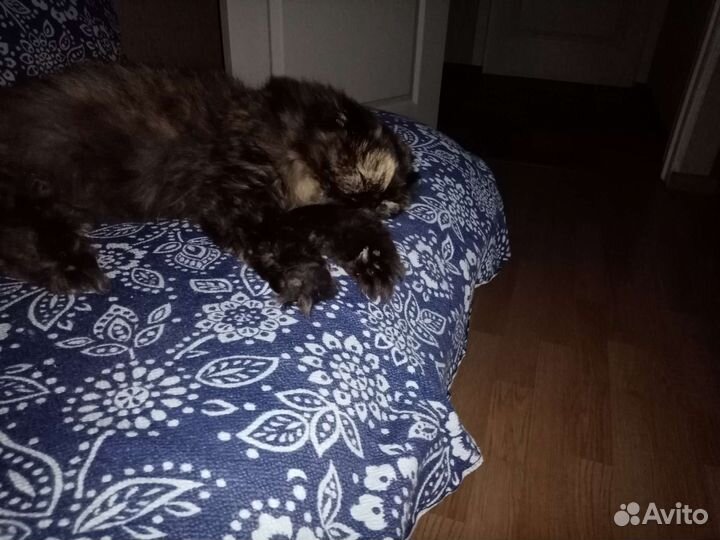 Отдам кошечку