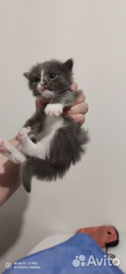 Отдадим пушистых котят в добрые руки