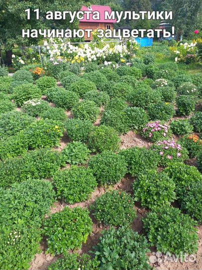 Хризантема мультифлора