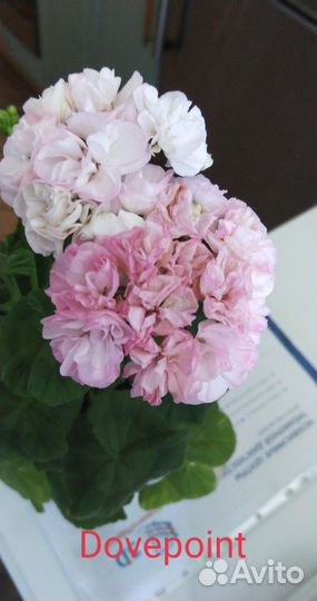 Пеларгония герань сортовая