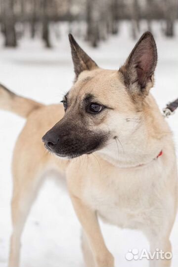 Красавица Ириска ищет дом