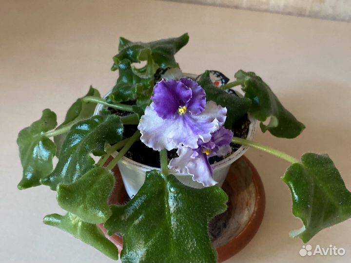 Фиалки разные