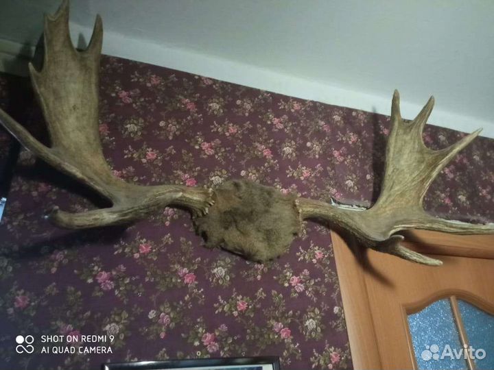 Продам рога лося