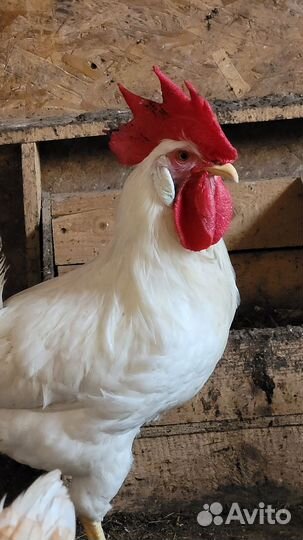 Петухи Ломан Браун, 2,5 года