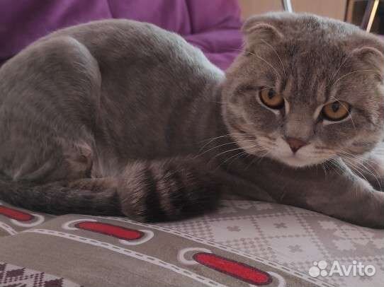 Кот вислоухий