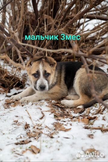 Щенки в добрые руки