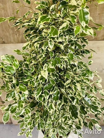 Фикус бенджамина
