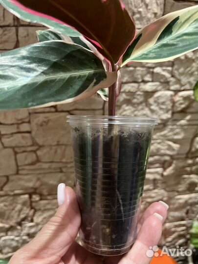 Строманта, Драцена Годсефа