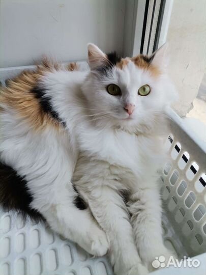 Очень красивая кошка