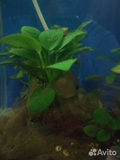 Анубис на лаве