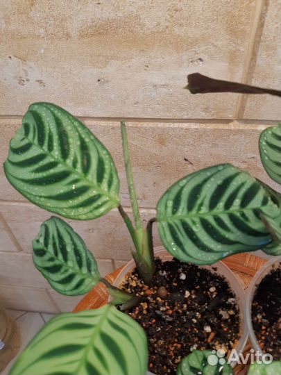 Ктенанта Бурле Маркс