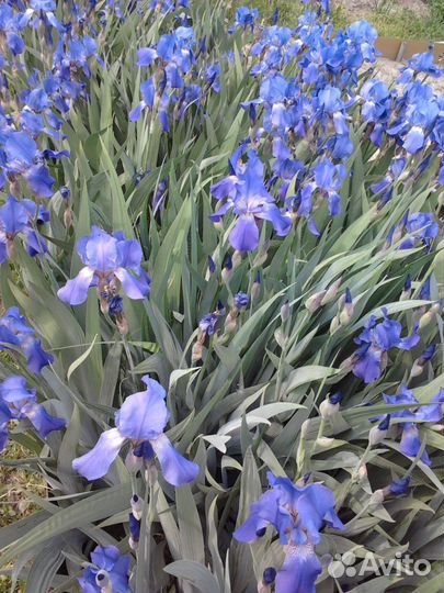 Фиолетовые ирисы