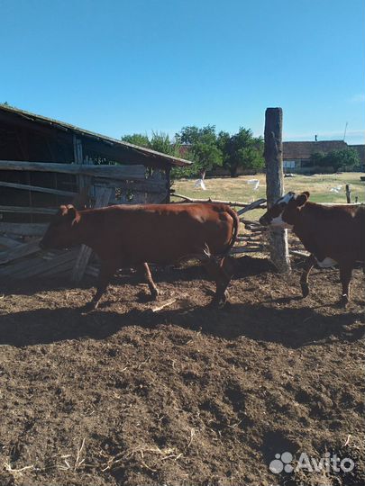 Телки стельные