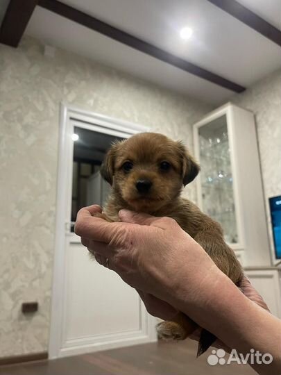 Щенки йоркширского терьера