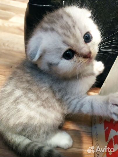 Шотландские котята