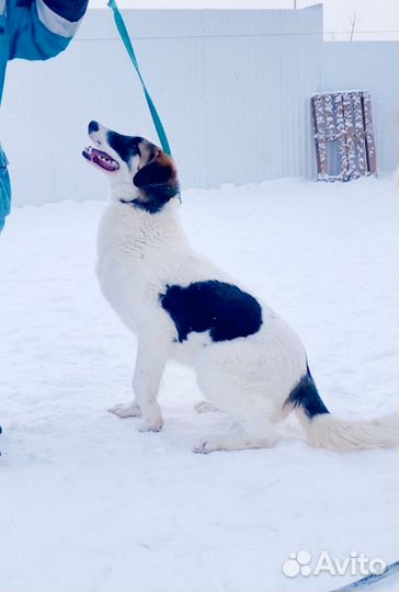 Молодой пёс