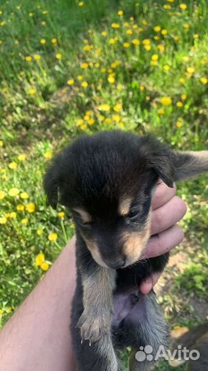 Щенки в добрые руки