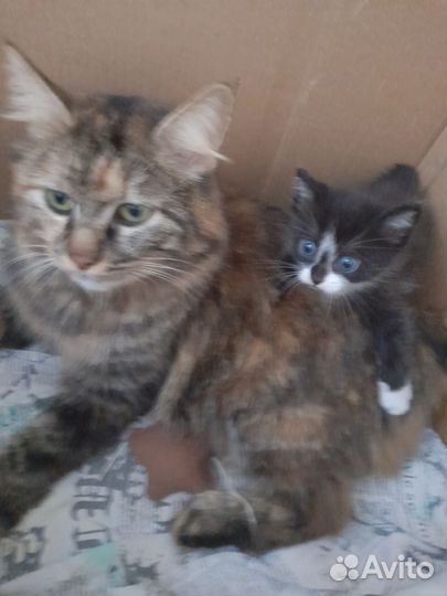 Курильский бобтейл