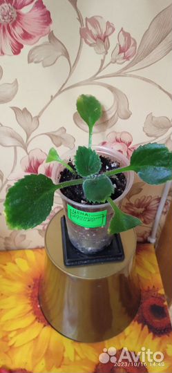 Комнатные цветы 1