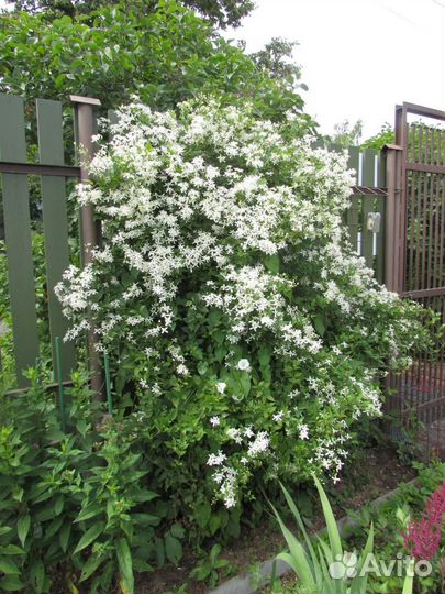 Весенние многолетние цветы