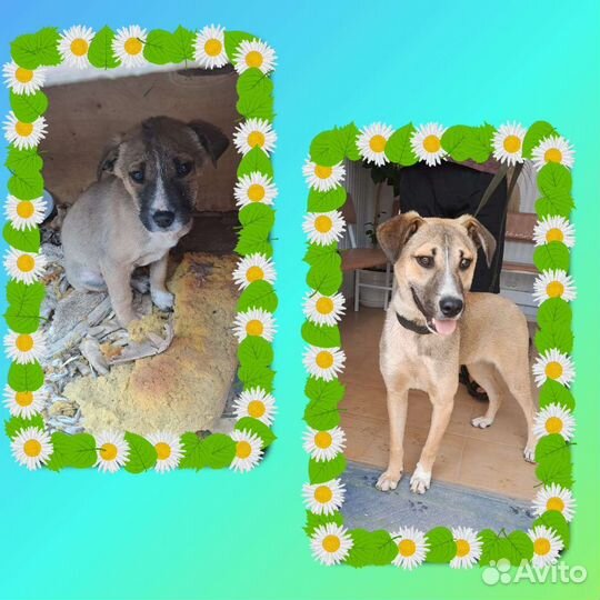 Молодой кобель