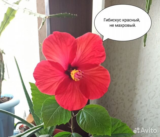 Комнатные растения