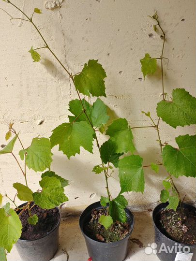 Виноград Изабелла