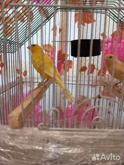 Кенара и канарейки