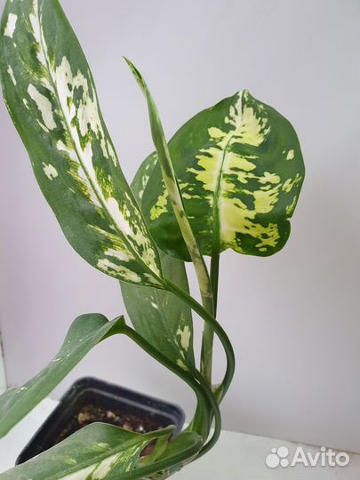 Диффенбахия