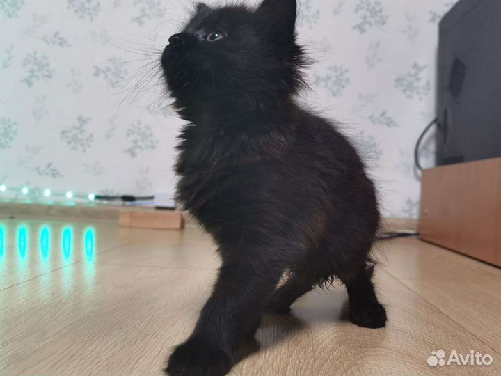 Котята в добрые руки бесплатно