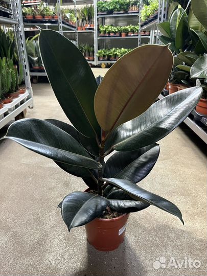 Фикус Абиджан, Робуста